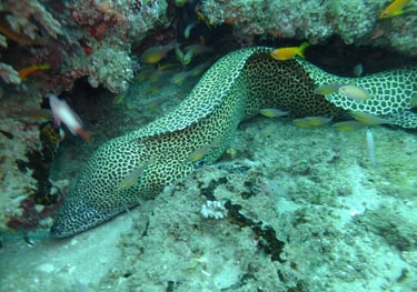 Moral eel, sodwana bay, South Africa