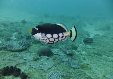 picasso triggar fish, sodwana bay, South Africa