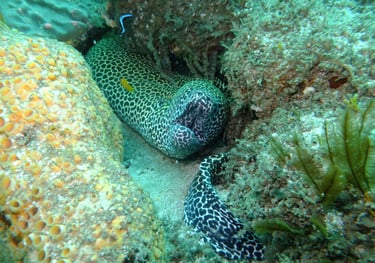 moral eel , sodwana bay, South Africa