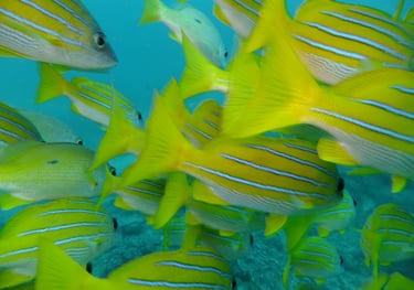 large shoal of fish, sodwana bay, South Africa