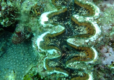 Giant clam, sodwana bay, South Africa