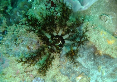 soft coral , sodwana bay, South Africa