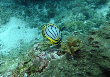 butterfly fish, sodwana bay, South Africa