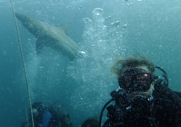 tracey billington Oceanic black tips on a baited shark dive, Aliwal Shoal, Umkomaas, South Africa