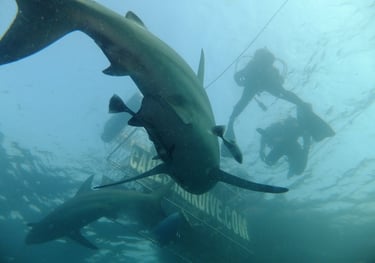 Oceanic black tips on a baited shark dive, Aliwal Shoal, Umkomaas, South Africa