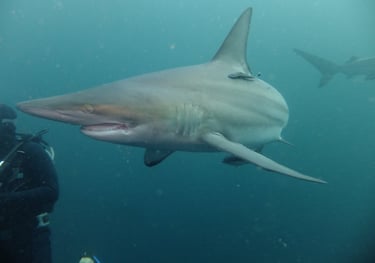 Oceanic black tips on a baited shark dive, Aliwal Shoal, Umkomaas, South Africa