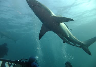 Oceanic black tips on a baited shark dive, Aliwal Shoal, Umkomaas, South Africa
