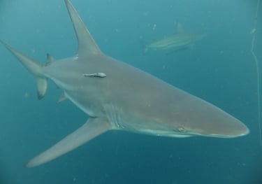 Oceanic Black tip sharks, Aliwal Shoal, Durban, South Africa