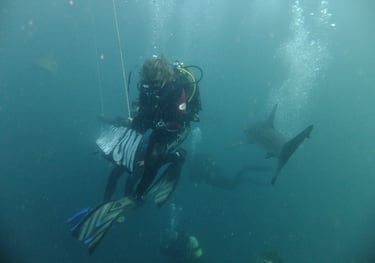 Oceanic black tips on a baited shark dive, Aliwal Shoal, Umkomaas, South Africa