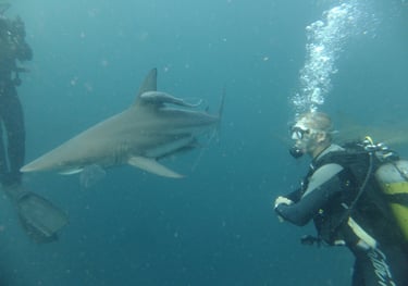 nick billington with Oceanic black tips on a baited shark dive, Aliwal Shoal, Umkomaas, South Africa