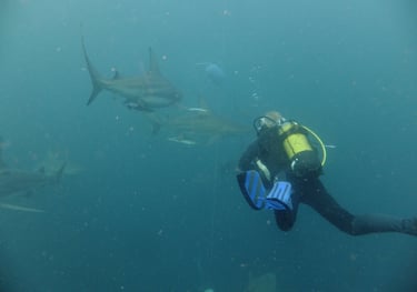 Nick Billington Oceanic black tips on a baited shark dive, Aliwal Shoal, Umkomaas, South Africa