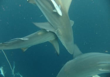 Oceanic black tips on a baited shark dive, Aliwal Shoal, Umkomaas, South Africa