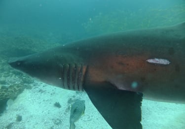 Ragged tooth Shark, Aliwal Shoal, Umkomaas, South Africa