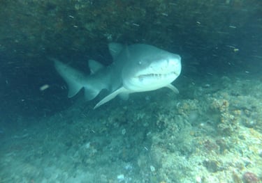 Ragged tooth Shark, Aliwal Shoal, Umkomaas, South Africa