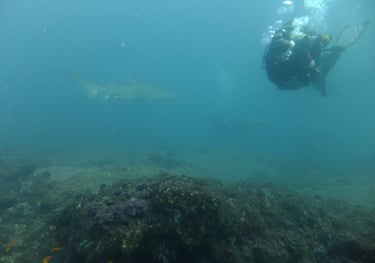 Ragged tooth Shark, Aliwal Shoal, Umkomaas, South Africa