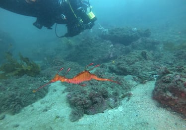 Weedy Sea Dragon, diving botany bay, sydney, Australia