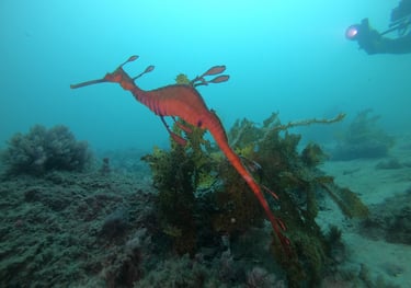 Weedy Sea Dragon, diving botany bay, sydney, Australia