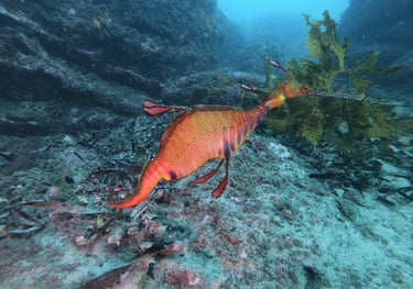 Weedy Sea Dragon, diving botany bay, sydney, Australia