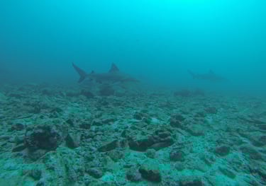 Bull sharks at Bats Islands (Murcielago), Guanacastle, Costa Rică