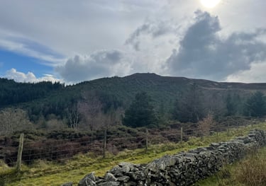 view of the woods on Moel Famau, wales