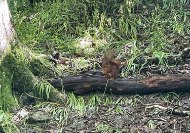 Red Squirrel at the Dingle Nature reserve