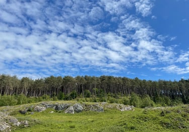 Newborough nature reserve forest