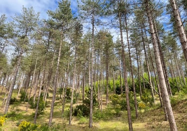 Newborough nature reserve forest