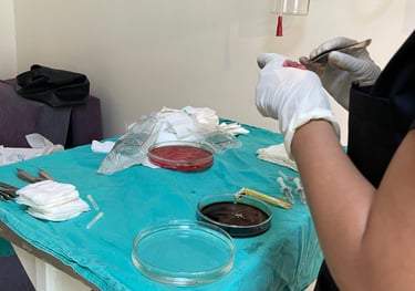 Extracting hair follicles for a hair transplant in Izmir, Turkey