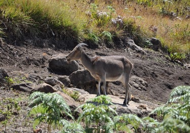Eravikulam Nationa Park and the Nilgiri tahr goats, Kerala, India