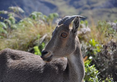 Eravikulam Nationa Park and the Nilgiri tahr goats, Kerala, India