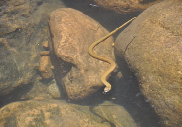 snakes in the iravikulam river and the Lakkam waterfalls, Munnar, Kerala, India