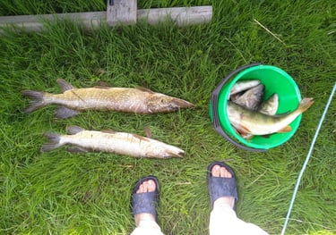 Pêche Höga kusten