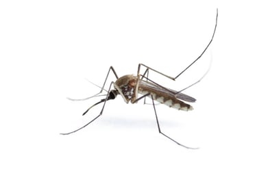 Integrated Mosquito Management