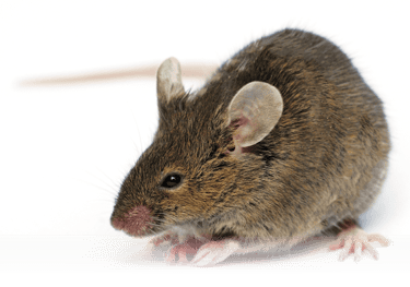 Rodent Management