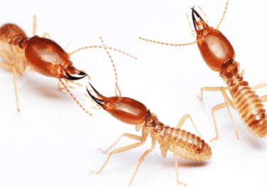 Anti-Termite Treatment