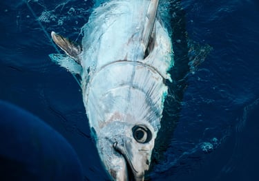 sorties peche en mer