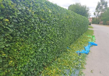 Hedge Trimming Services in Pocklington