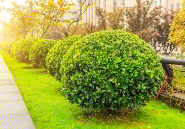 Topiary in Pocklington