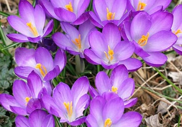 Planting crocuses in the Pocklington area