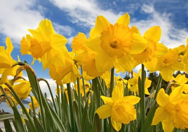 Bedding & Bulb Planting in the Pocklington area