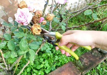 pruning in the Pocklington area
