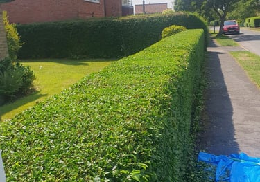 Hedge Trimming in Pocklington