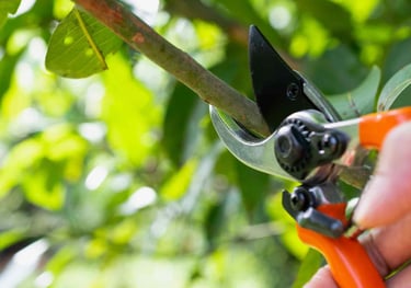 Pruning in Pocklington