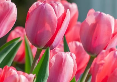 planting Tulips in the Pocklington area
