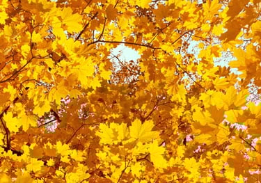 Leaf collection in Pocklington