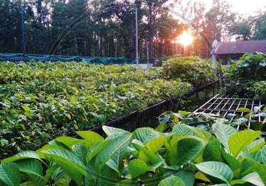Plant Store