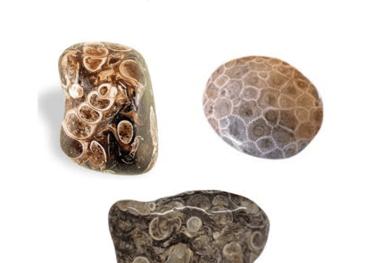 Les pierres naturelles Agate fossile Les Couleurs de Lo