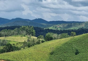 a herd of cattle grazing in a lush green field