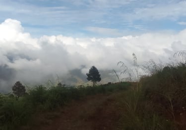 A soul tree on a mountain with clouds behind the tree