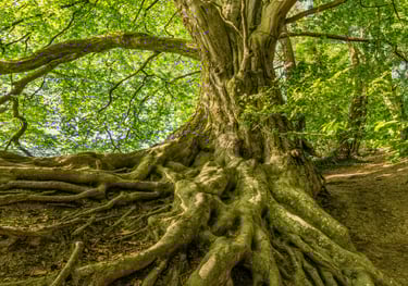 An old tree in a forest with its roots exposed looking like the Tree of LIfe